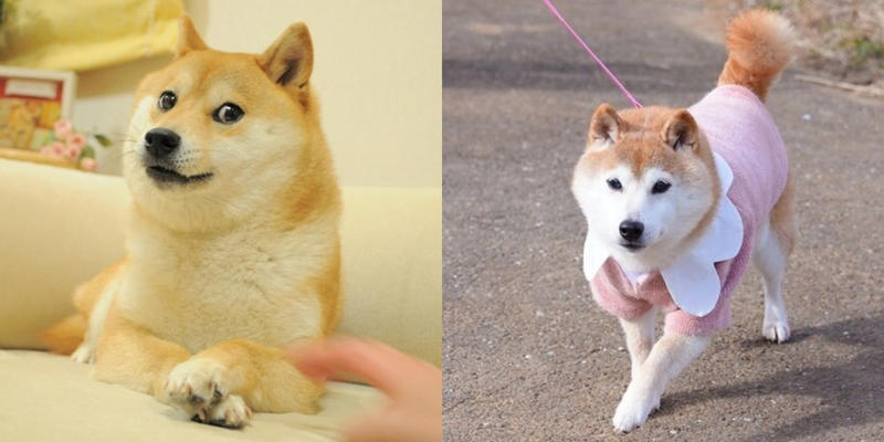 A collage of a dog
Description automatically generated