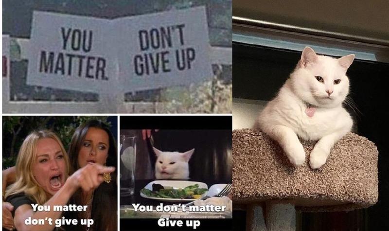 A picture containing text, cat, different
Description automatically generated