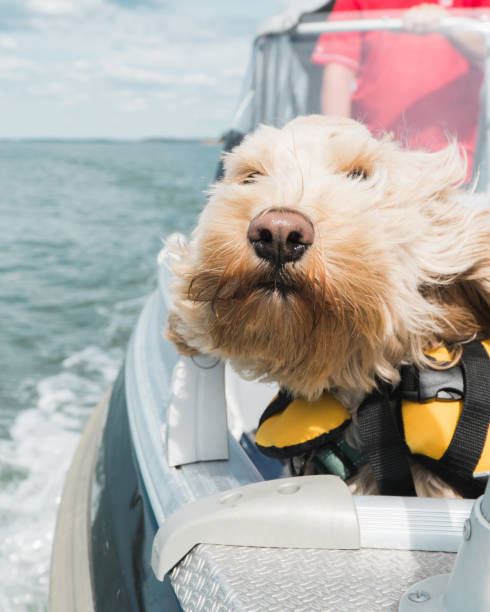 Boat Life 46